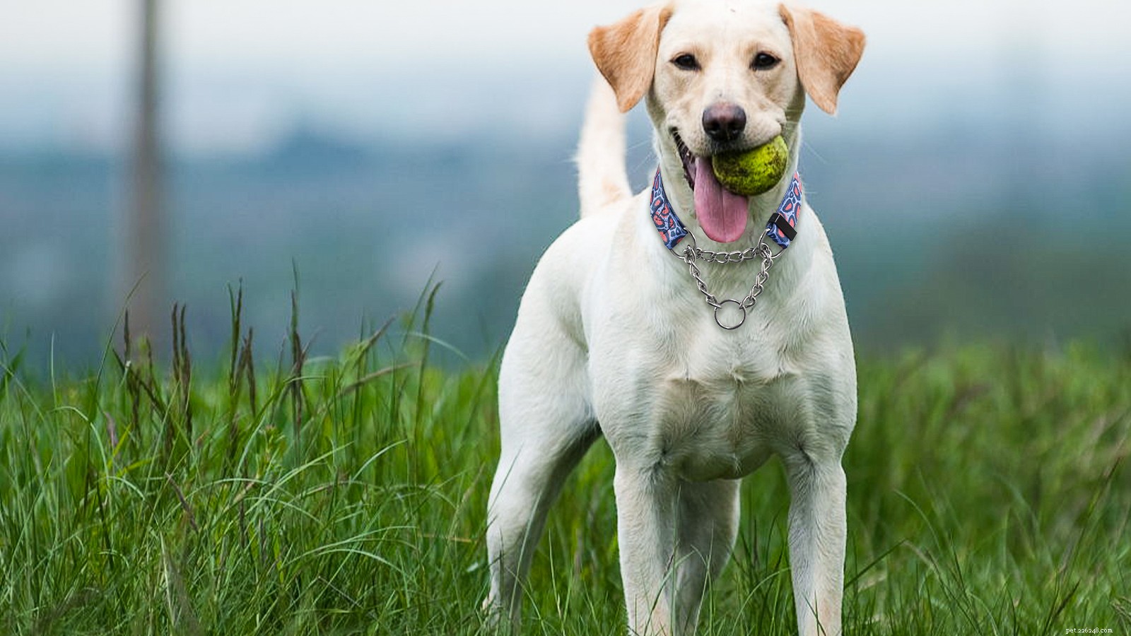 O uso inadequado de coleiras de cachorro pode causar esses 5 grandes perigos