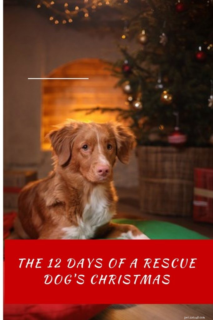 De twaalf dagen van de kerst van een reddingshond
