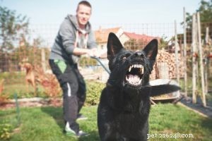 犬の訓練と動物行動学者への初心者向けガイド 