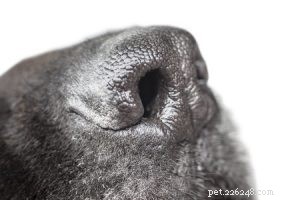 Dez mitos populares sobre cães comprovados como errados