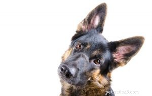 Tien populaire hondenmythen die onjuist zijn bewezen