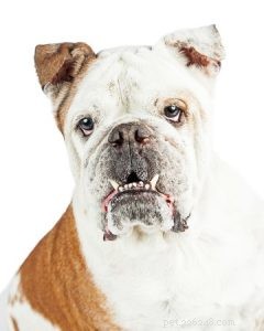 犬の犬の突顎を矯正してもらえますか？ 
