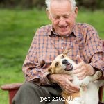 8 поразительных причин, по которым каждый старше 65 лет должен завести маленькую собаку