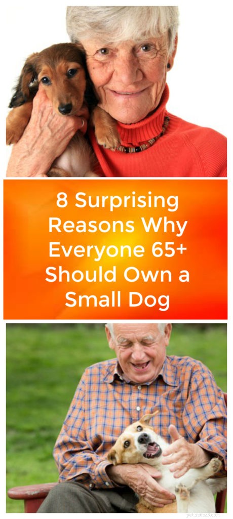 8 razões surpreendentes para que todos com mais de 65 anos tenham um cão pequeno