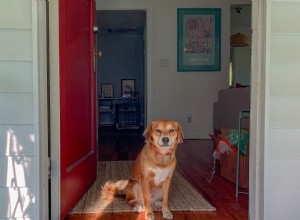 Rehoming för husdjur – Hitta ett evigt hem