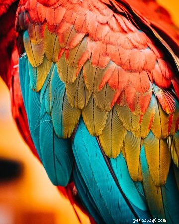 línání peří u ptáků – usnadněte to svým opeřeným přátelům