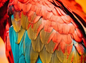 La mue des plumes chez les oiseaux – Facilitez la vie de vos amis à plumes