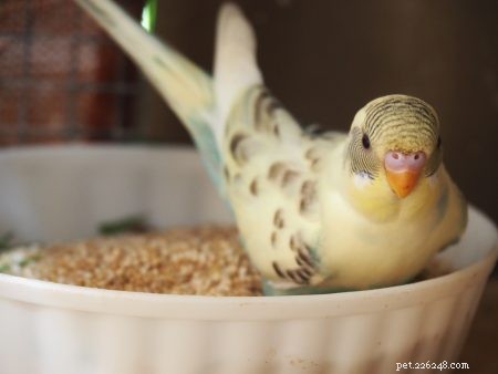 Fjäderröta i fåglar – gör det lättare för dina fjädervänner