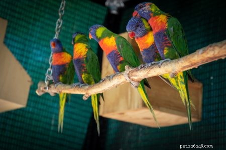 La muta delle piume negli uccelli:rendilo più facile per i tuoi amici piumati
