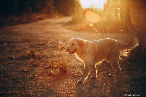 여름날 – 날씨가 더워질 때 애완동물을 편안하게 지낼 수 있는 9가지 방법