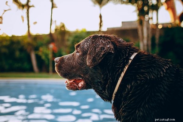 Sommardagar – 9 sätt att hålla dina husdjur bekväma när vädret blir varmt