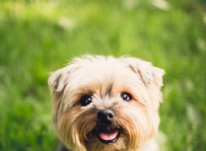 COMO SABER SE SEU CÃO ESTÁ CONSTIPADO E O QUE FAZER SOBRE ISSO