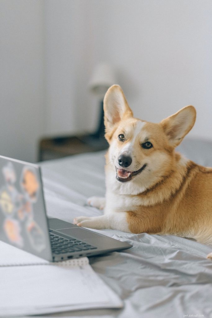기존 수의사 방문의 대안 - 온라인 애완동물 관리