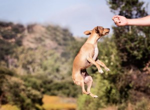 ATIVIDADES DIVERTIDAS PARA FAZER COM SEU PET DURANTE O BLOQUEIO POR CORONAVÍRUS