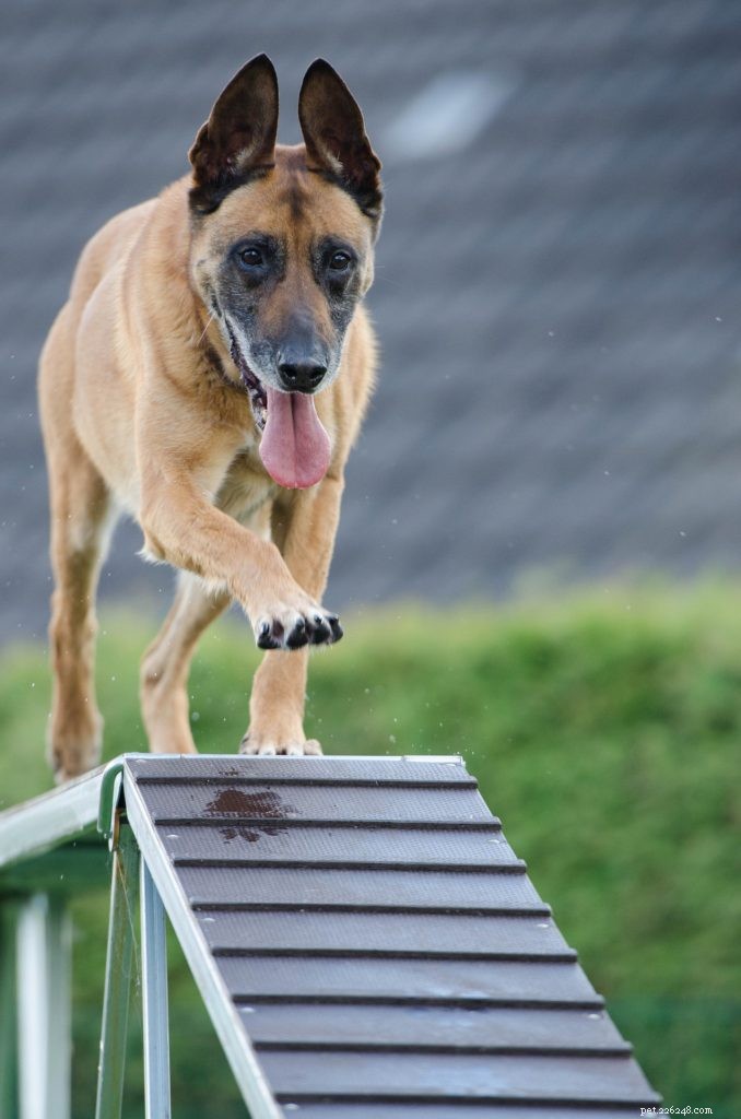 코로나 바이러스 봉쇄 기간 동안 집에서 개를 훈련시키는 방법