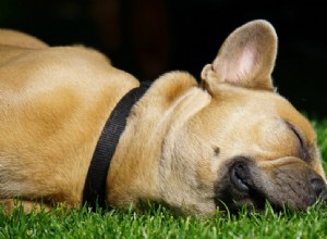 COMO LIMPAR A ORELHA DO SEU CÃO EM CASA