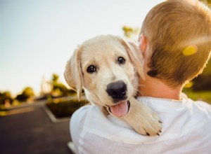 7 MANEIRAS DE CUIDAR DO SEU PET