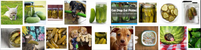 Kan hundar äta pickles? Är pickles bra för hundar?