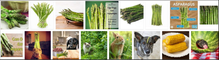 I cani possono mangiare gli asparagi? Ai cani piacciono gli asparagi?
