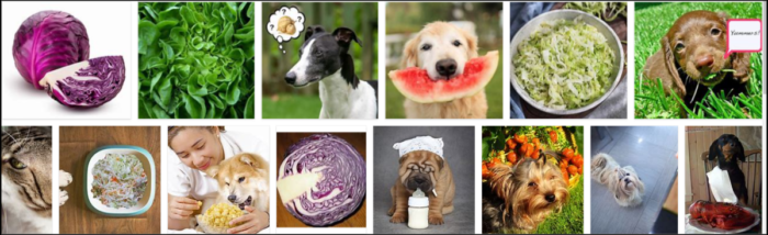 Můžou psi jíst zelí? Je zelí bezpečné pro psy?