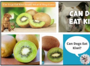 Os cães podem comer kiwi? Uma dieta segura para a saúde do cão