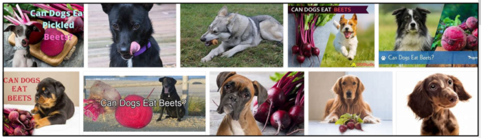Kan hundar äta rödbetor? Du kommer inte att tro när du läser den