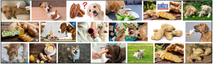 Můžou psi jíst zázvor? Až to přečtete, nebudete věřit