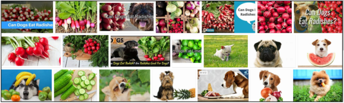 Les chiens peuvent-ils manger des radis ? Vous ne croirez pas en le lisant
