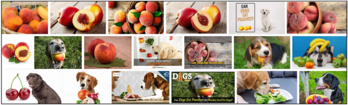 Kunnen honden nectarines eten? Hoe u uw hond gezond kunt houden
