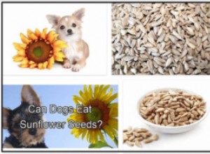 Můžou psi jíst slunečnicová semínka? Jsou slunečnicová semínka bezpečná pro psy?