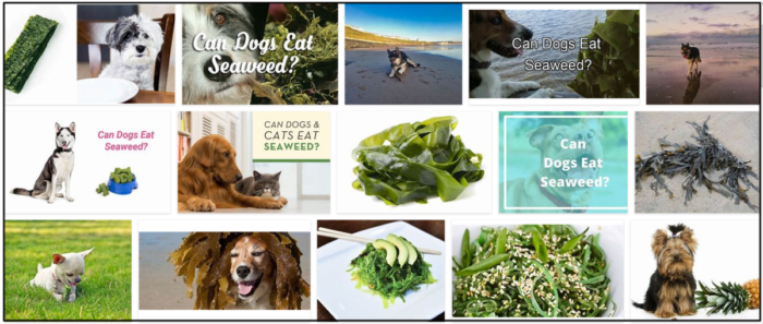 개가 해초를 먹을 수 있습니까? 해초는 개에게 건강합니까?