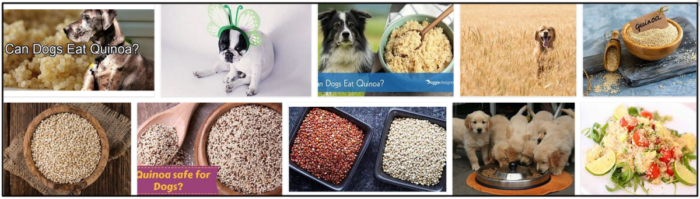 Můžou psi jíst quinou? Neuvěřitelná pravda o quinoa