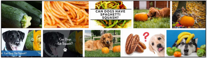 Můžou psi jíst squash? Zjistěte pravdu