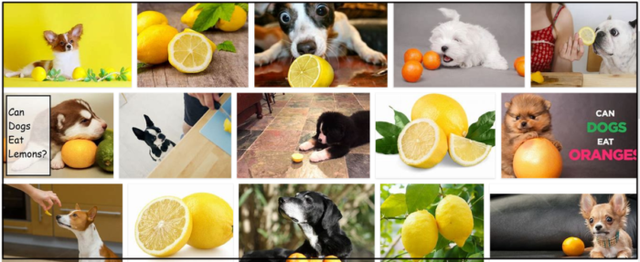 개는 레몬을 먹을 수 있습니까? 매일 강아지에게 레몬을 먹이기 위해 고민합니다