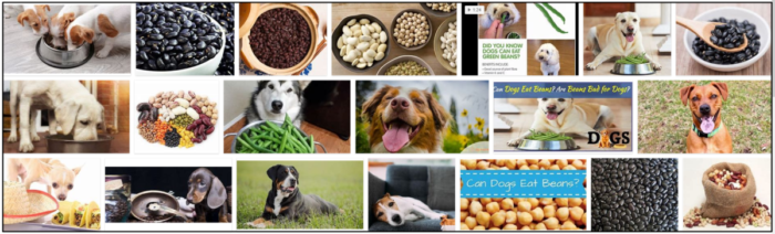 Les chiens peuvent-ils manger des haricots noirs ? L incroyable vérité sur les haricots noirs