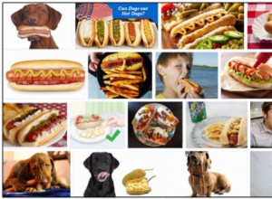 犬はホットドッグを食べることができますか？犬のためのホットドッグの御馳走と栄養 