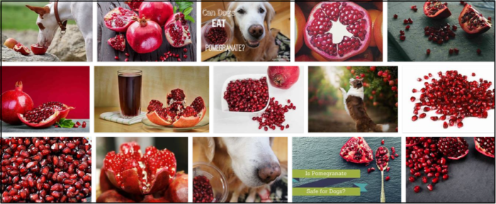 개가 석류를 먹을 수 있습니까? 개는 석류를 좋아합니까?