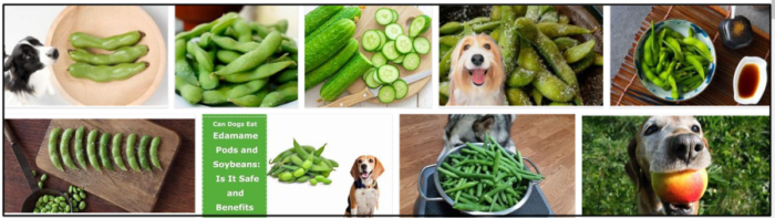 犬は枝豆を食べることができますか？枝豆の真実を発見 