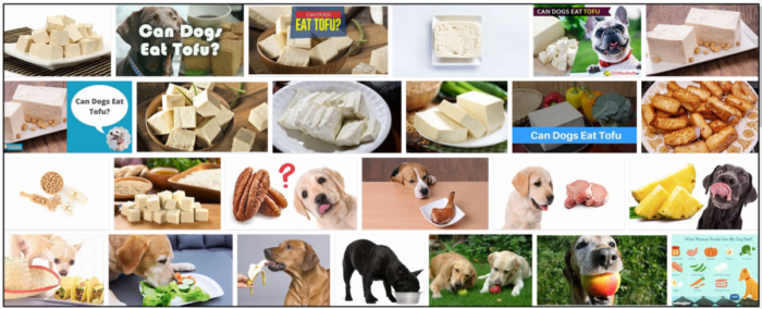 Kan hundar äta tofu? Tänk två gånger innan du ger din hund tofu