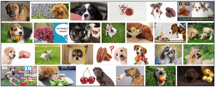 개는 데이트를 먹을 수 있습니까? 이 글을 읽기 전에 개에게 날짜를 먹이지 마십시오