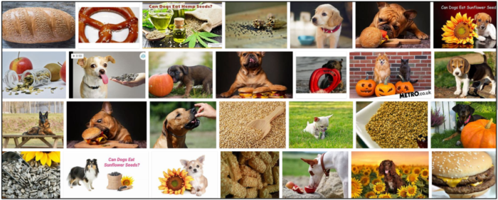 Os cães podem comer sementes de gergelim? As sementes de gergelim são seguras para cães?