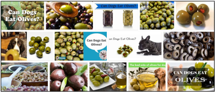 Могут ли собаки есть маслины? Здоровый способ наполнить свой рацион