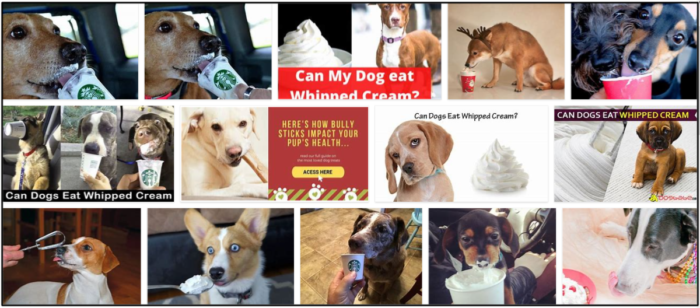 Kunnen honden slagroom eten? Leer de ongelooflijke waarheid