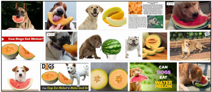 I cani possono mangiare il melone? I cani amano il melone o no?