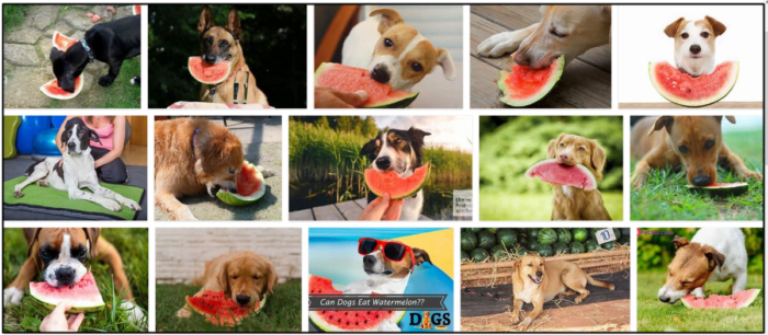 개는 수박 껍질을 먹을 수 있습니까? 수박 껍질은 개를 위해 안전합니까? 
