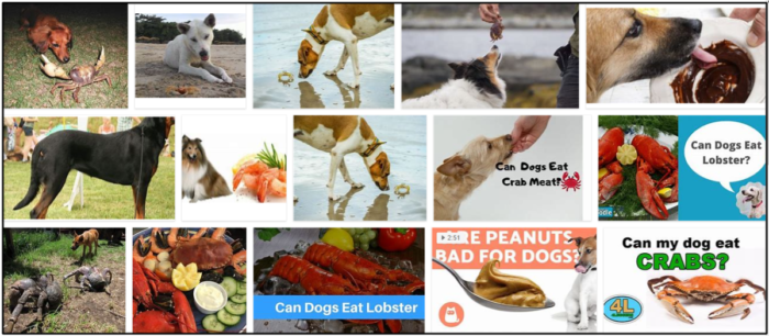 Cães podem comer caranguejo? Quantidades significativas de nutrientes no caranguejo são benéficas para os cães