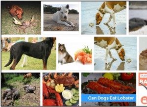 Cães podem comer caranguejo? Quantidades significativas de nutrientes no caranguejo são benéficas para os cães