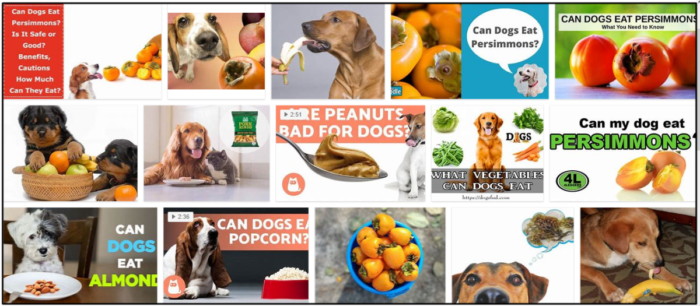 개가 감을 먹을 수 있습니까? 개 사료와 애완동물의 치아에 대한 진실을 알아보십시오