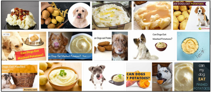 Les chiens peuvent-ils manger de la purée de pommes de terre ? Découvrez l incroyable vérité