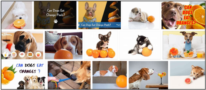 I cani possono mangiare le bucce d arancia? Dovresti nutrire il tuo amico canino con esso